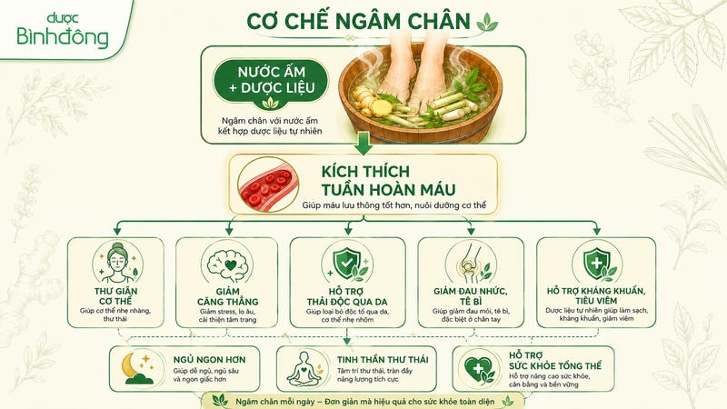 Infographic cơ chế ngâm chân giúp kích thích tuần hoàn máu