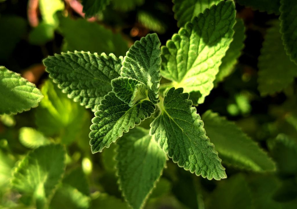 Lá bạc hà tươi màu xanh đậm dưới ánh sáng tự nhiên, dùng làm dược liệu giảm đau và hỗ trợ kháng viêm.
