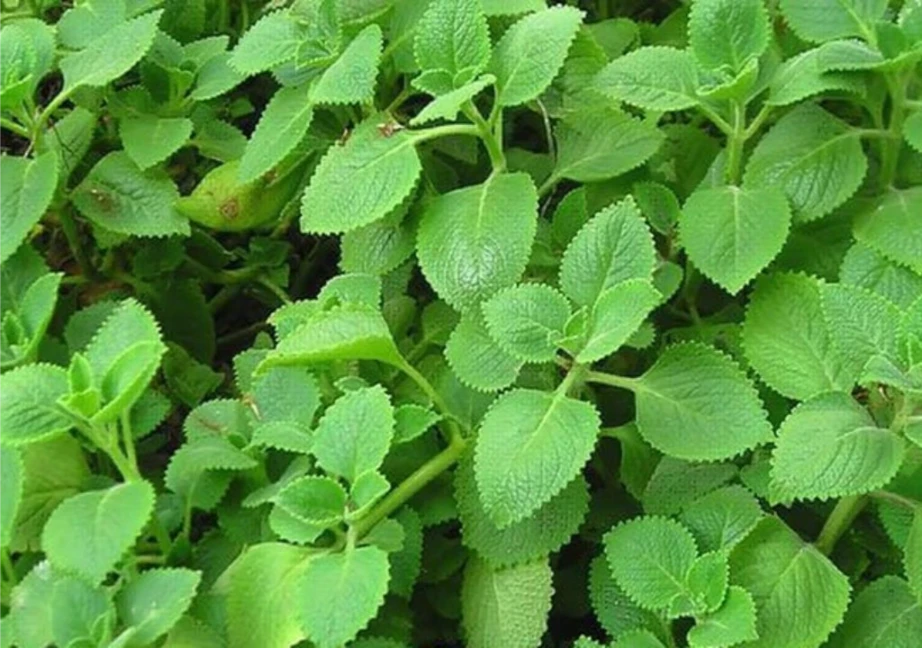 Lá húng chanh