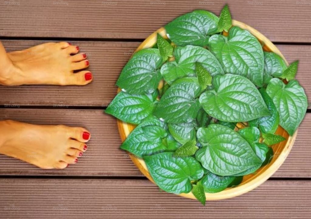 Ngâm chân Lá Lốt