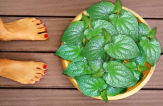 Ngâm chân Lá Lốt