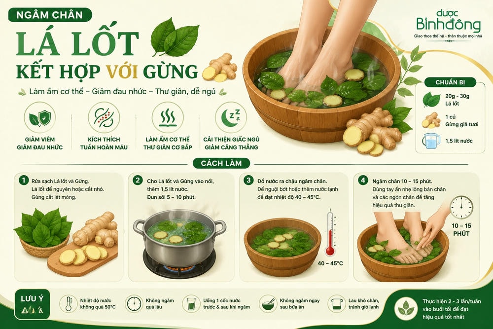 Infographic ngâm chân lá lốt với gừng