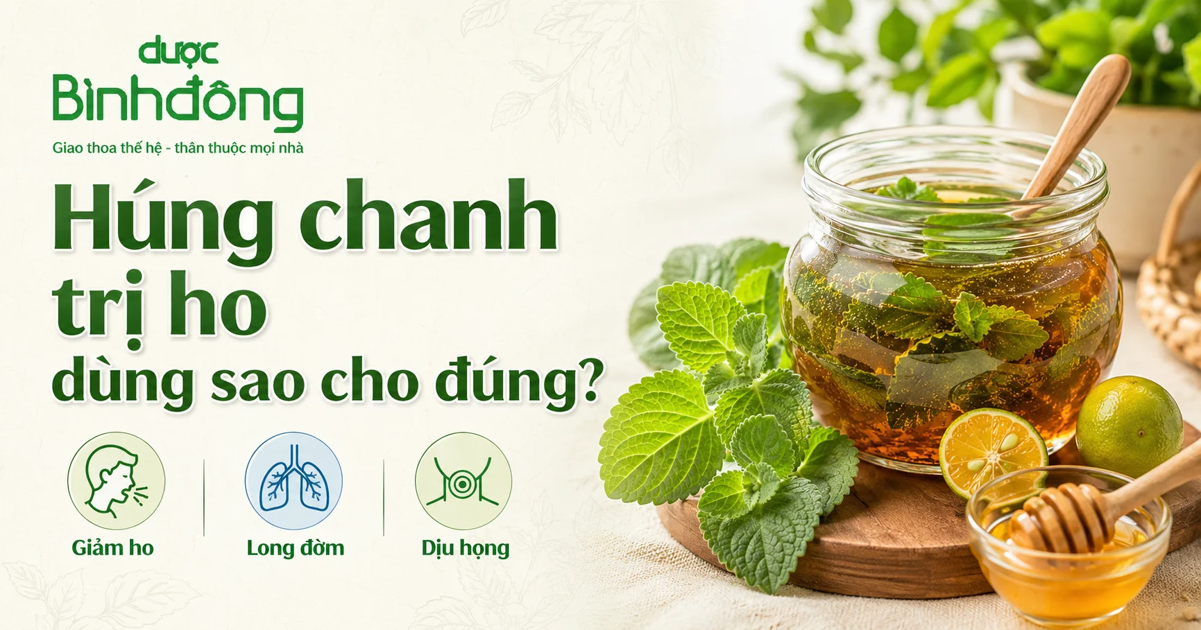 Thumbnail húng chanh trị ho với siro, lá húng chanh và 3 công dụng chính.