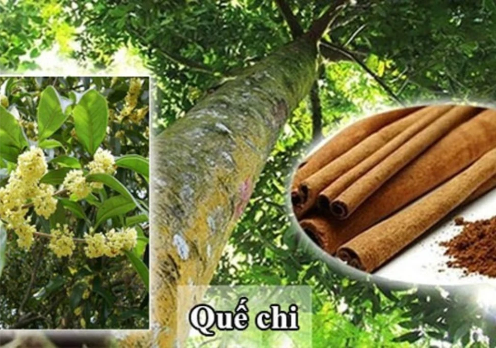 Hình ảnh cây quế