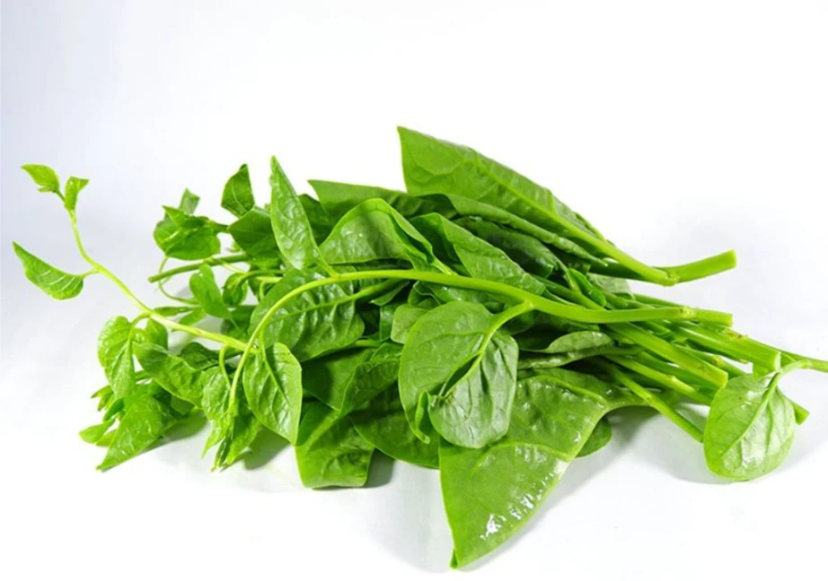 Hình chụp về rau mồng tơi
