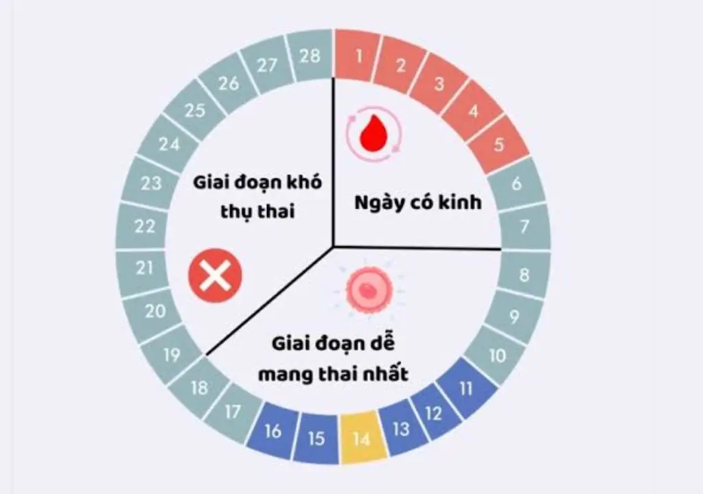 Chu kỳ kinh nguyệt của phụ nữ