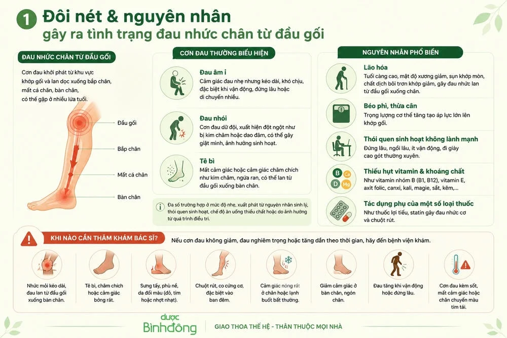 Infographic đau nhức chân từ đầu gối trở xuống, gồm biểu hiện cơn đau, nguyên nhân phổ biến và dấu hiệu cần thăm khám.
