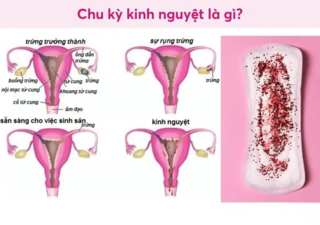 Hình ảnh về chu kỳ kinh nguyệt của phụ nữ