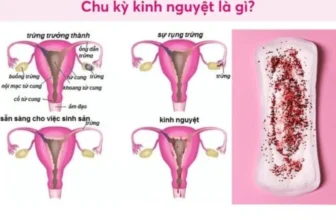 Hình ảnh về chu kỳ kinh nguyệt của phụ nữ