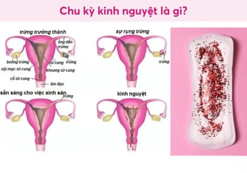Hình ảnh về chu kỳ kinh nguyệt của phụ nữ