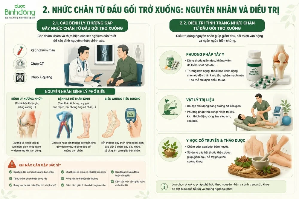 Infographic đau nhức chân từ đầu gối trở xuống, gồm biểu hiện cơn đau, nguyên nhân phổ biến và dấu hiệu cần thăm khám.