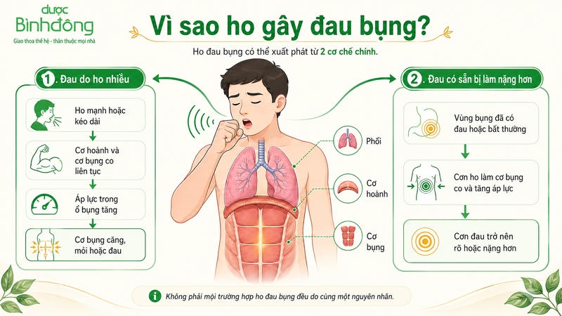 Sơ đồ hai cơ chế khiến cơn ho gây đau bụng