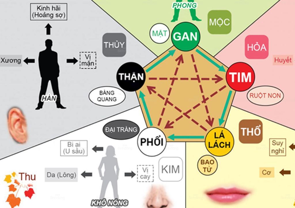 Hình chụp về thận - Thận thuộc hành Thủy, tương ứng với các loại thực phẩm có màu đen