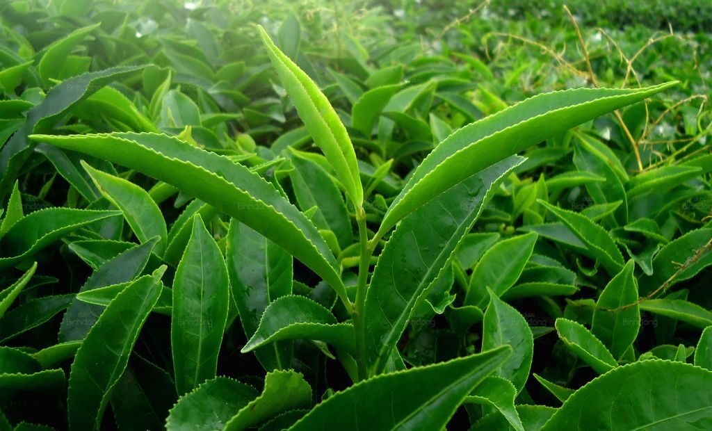 Hình chụp về loại lá giúp mát gan bổ thận