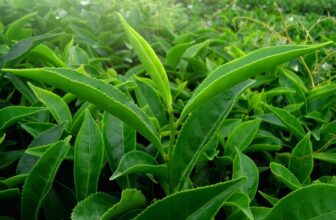 Hình chụp về loại lá giúp mát gan bổ thận