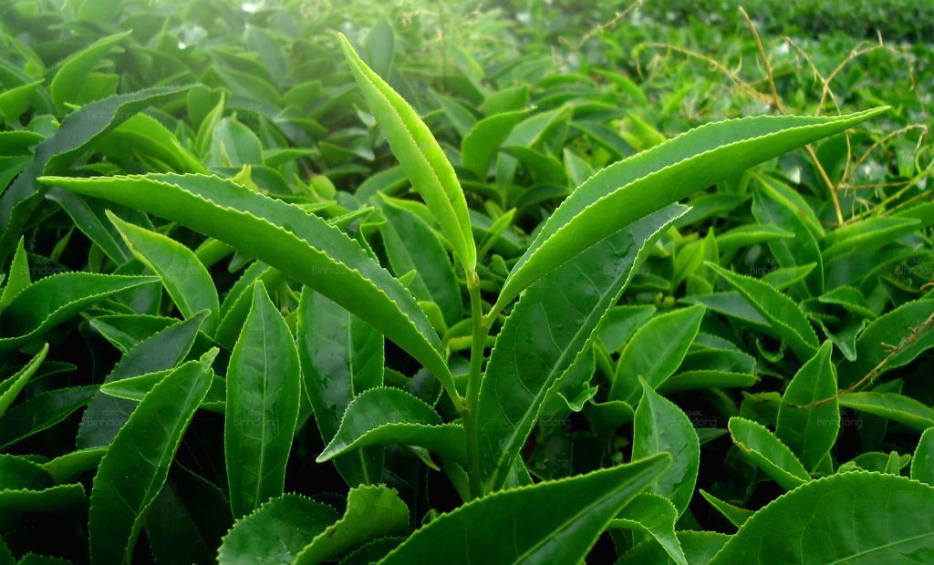 Hình chụp về loại lá giúp mát gan bổ thận