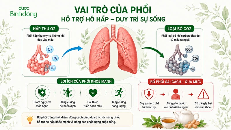 Infographic minh họa vai trò của phổi trong việc hấp thụ O2, loại bỏ CO2, hỗ trợ hô hấp và duy trì sự sống; đồng thời nêu lợi ích của phổi khỏe mạnh và cảnh báo bổ phổi sai cách hoặc quá mức.