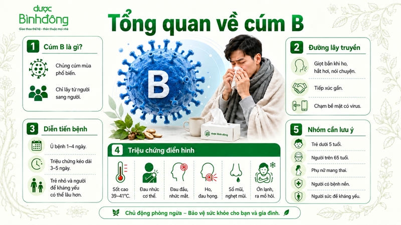 Infographic cúm B trình bày đặc điểm