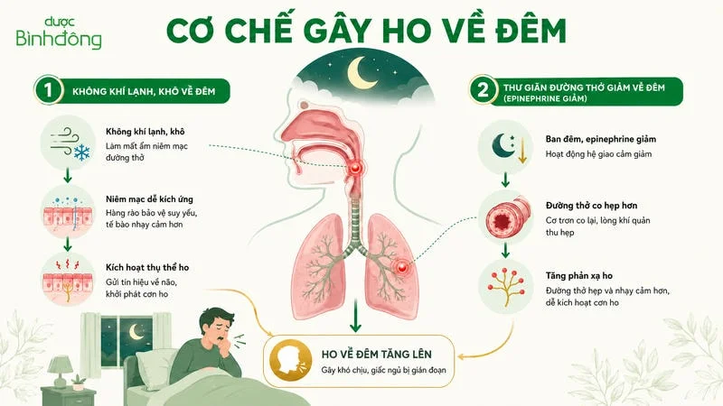 Infographic cơ chế gây ho về đêm do không khí lạnh khô và đường thở co hẹp vào ban đêm