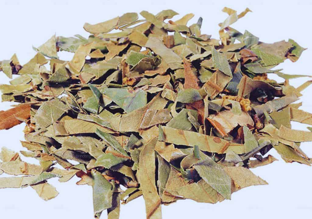 Hình ảnh vị thuốc tỳ bà diệp sau khi được bào chế làm thuốc