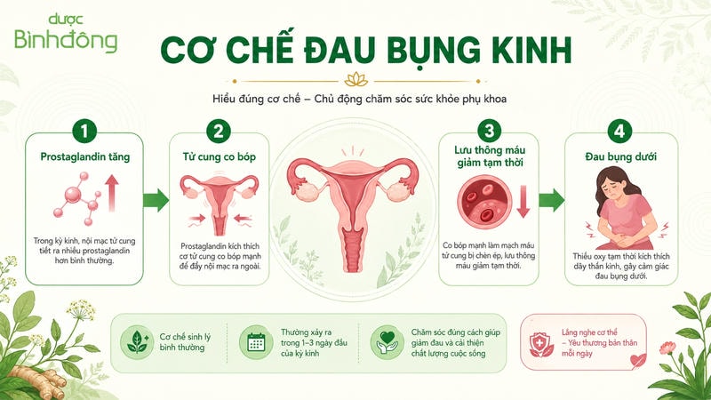 Infographic mô tả cơ chế đau bụng kinh gồm 4 bước