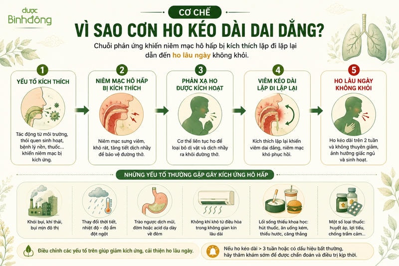 Sơ đồ cơ chế ho lâu ngày cho thấy yếu tố kích thích làm niêm mạc hô hấp viêm kéo dài và phản xạ ho lặp lại.
