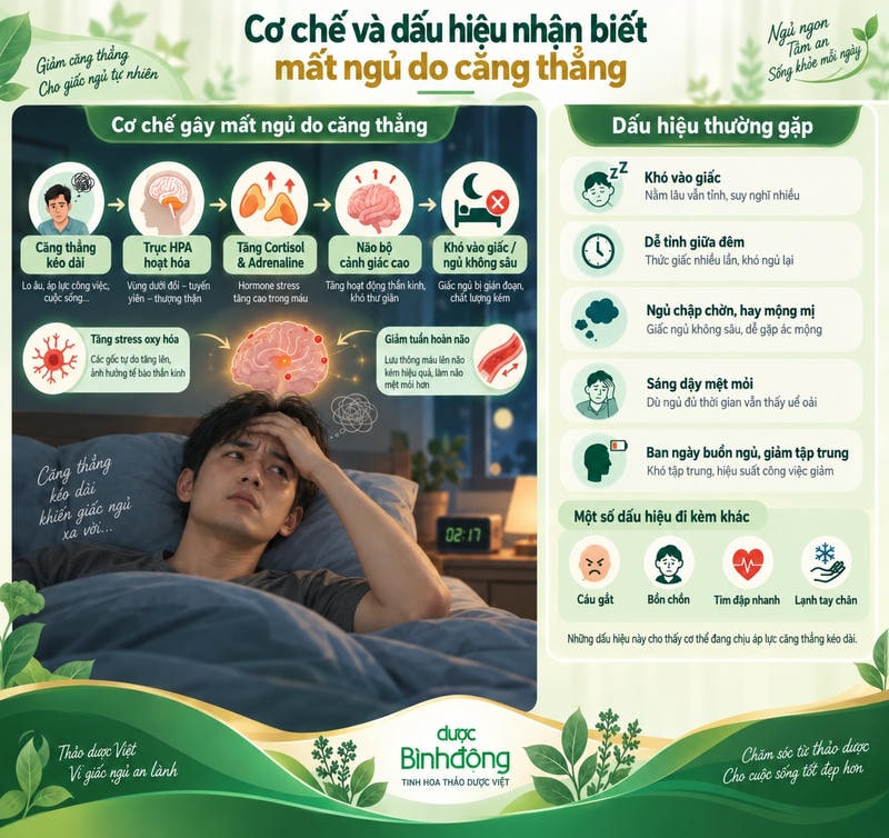 Infographic mất ngủ do căng thẳng: kích hoạt HPA và dấu hiệu khó ngủ, thức giấc, mệt mỏi ban ngày.