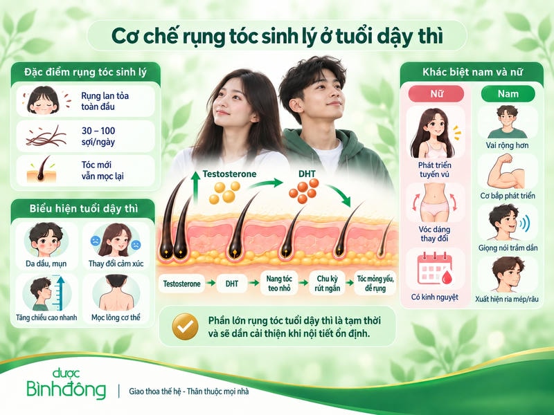 Infographic cơ chế rụng tóc tuổi dậy thì: testosterone chuyển thành DHT, làm nang tóc teo nhỏ và tóc dễ rụng.
