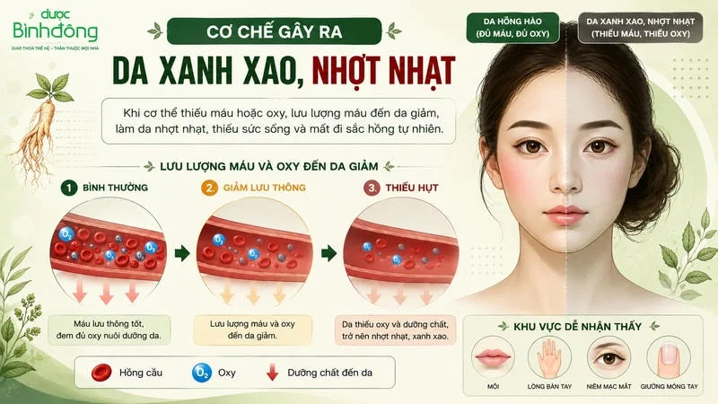 Sơ đồ cơ chế cho thấy lưu lượng máu và oxy đến da giảm dần khiến sắc mặt nhợt nhạt.