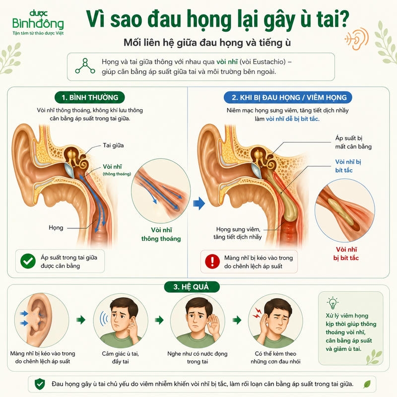 Cơ chế ù tai do đau họng thumbnail