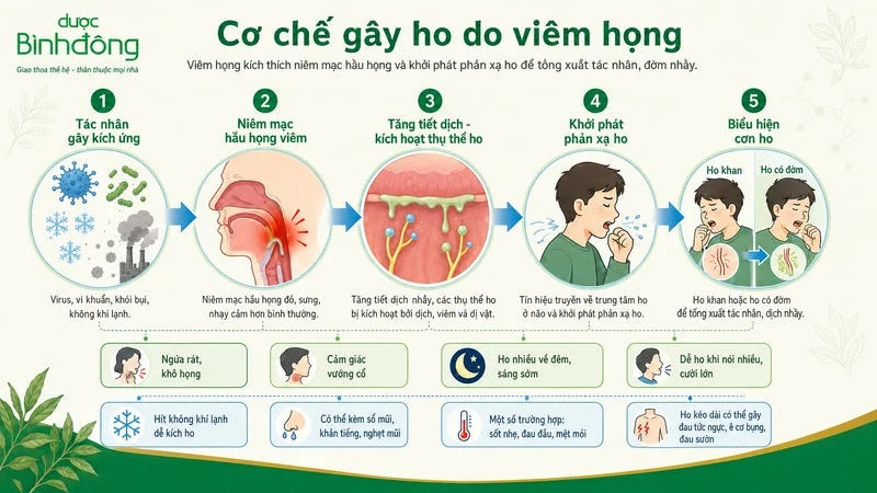 Cơ chế hình thành cơn ho khi viêm họng