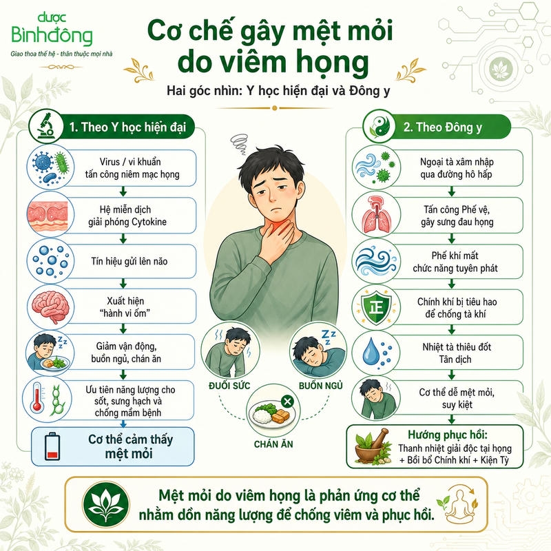 Infographic mô tả cơ chế gây mệt mỏi do viêm họng theo Y học hiện đại và Đông y