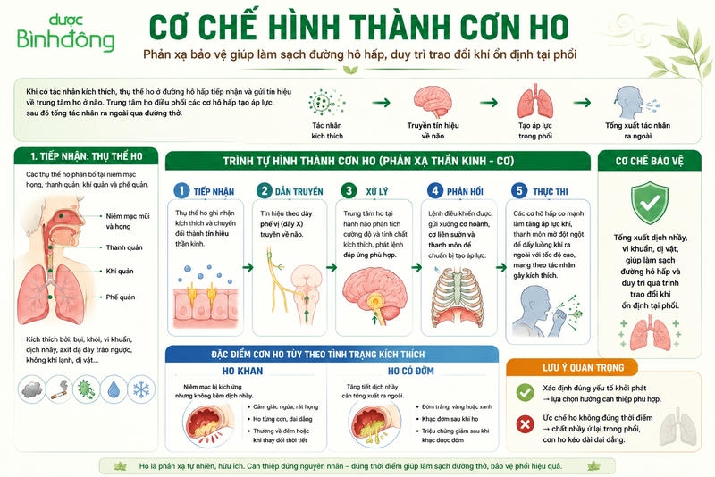 Cơ chế cơn ho hình thành