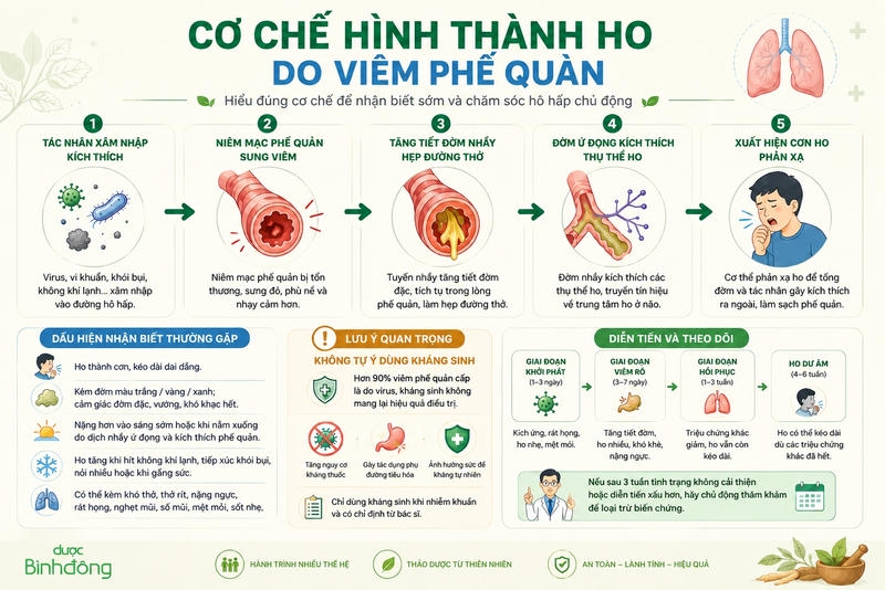 Hình thành ho do viêm phế quản