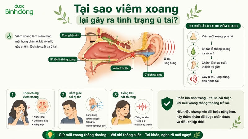 Cơ chế hình thành ù tai do viêm xoang