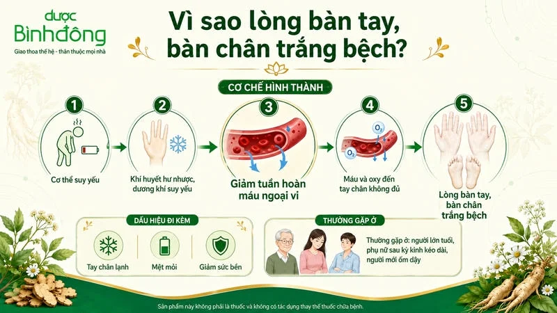 Infographic giải thích cơ chế tay chân trắng bệch do cơ thể suy yếu