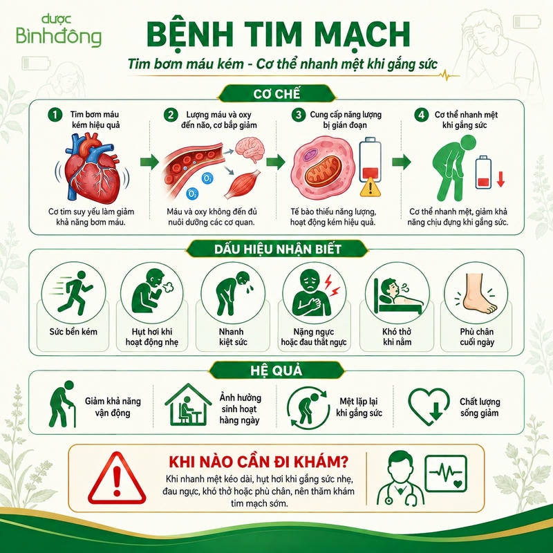 Sơ đồ bệnh tim mạch cho thấy tim bơm máu kém khiến cơ thể nhanh mệt khi gắng sức.
