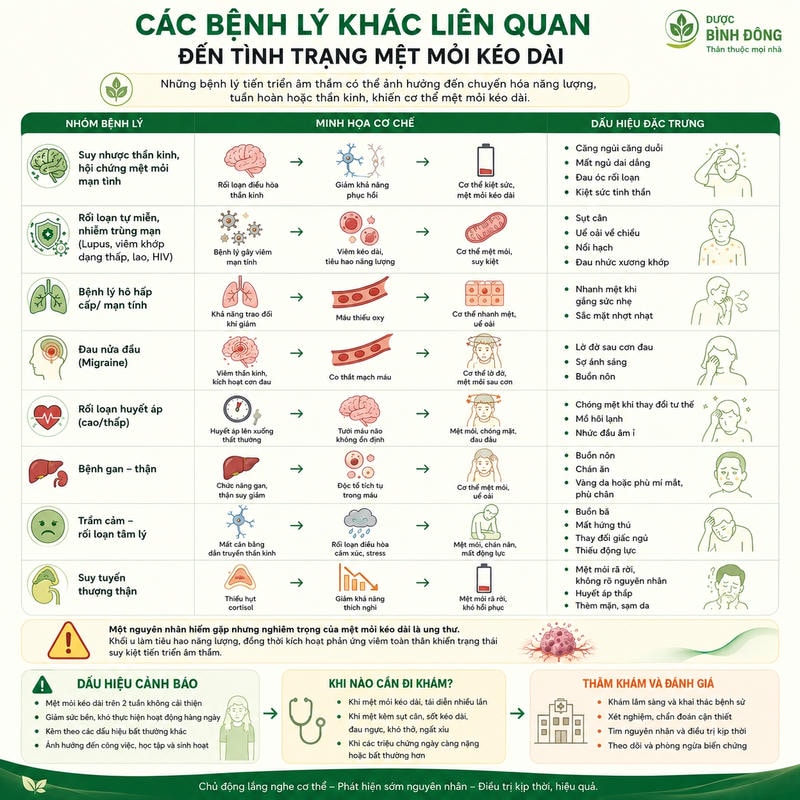 Infographic tổng hợp tám nhóm bệnh lý liên quan mệt mỏi kéo dài, kèm dấu hiệu cảnh báo cần khám