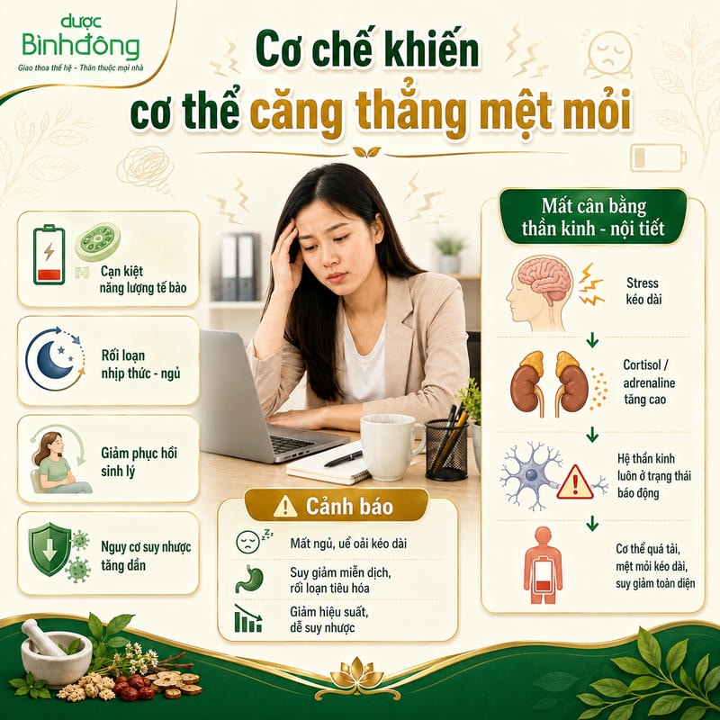 Infographic cơ chế căng thẳng mệt mỏi, gồm mất cân bằng thần kinh – nội tiết, cạn kiệt năng lượng và các cảnh báo suy giảm phục hồi.