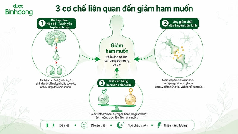 Cơ chế gây ra nhu cầu sinh lý giảm
