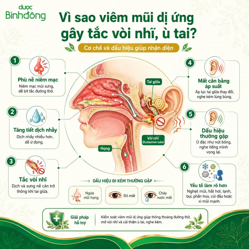 Infographic cơ chế viêm mũi dị ứng cho thấy phù nề và dịch nhầy bít vòi nhĩ, gây ù tai.
