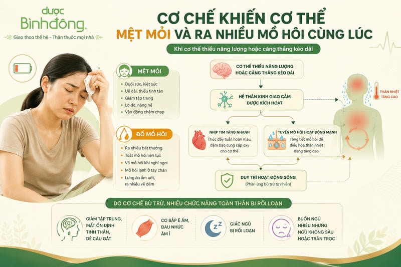 Infographic cho thấy hệ thần kinh giao cảm được kích hoạt khi cơ thể thiếu năng lượng hoặc căng thẳng, làm tăng nhịp tim và tiết mồ hôi.