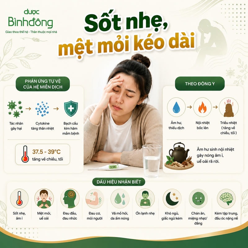 Infographic minh họa sốt nhẹ mệt mỏi kéo dài qua phản ứng miễn dịch, góc nhìn Đông y và các dấu hiệu nhận biết.