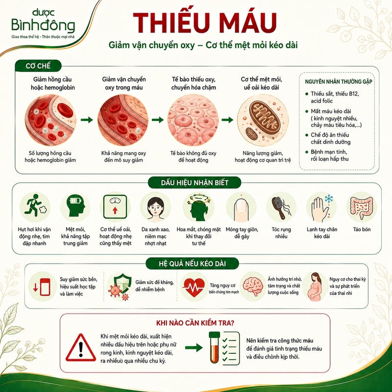 Sơ đồ thiếu máu cho thấy giảm hồng cầu làm giảm vận chuyển oxy, gây mệt mỏi kéo dài.