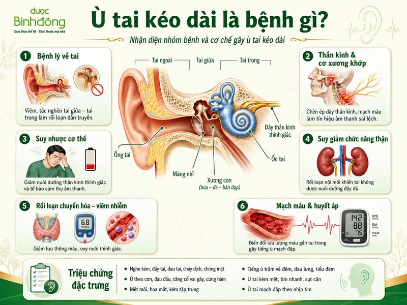 Infographic cắt lớp tai minh họa 6 nhóm nguyên nhân và triệu chứng đặc trưng của ù tai kéo dài.