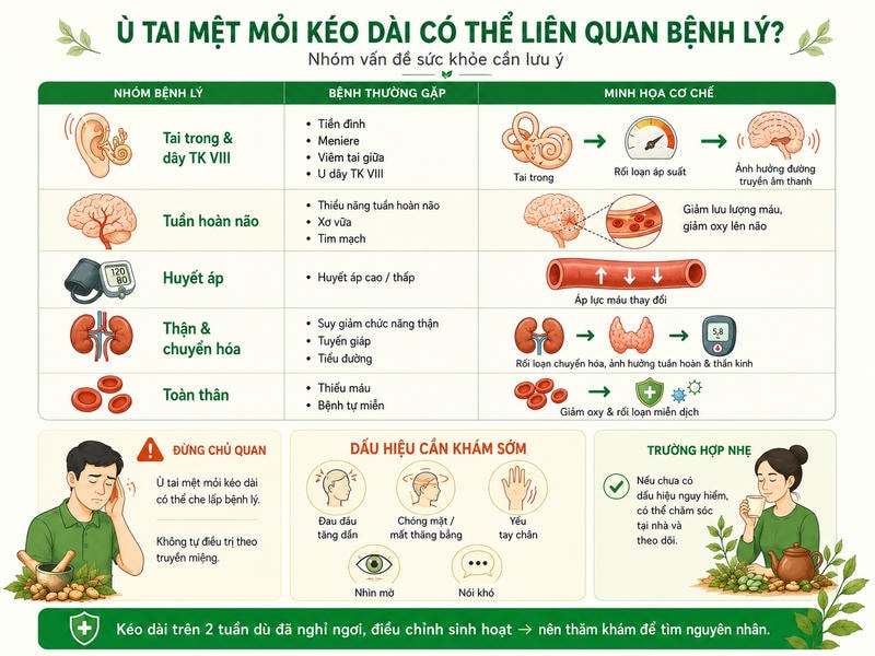 Infographic cho thấy ù tai mệt mỏi kéo dài có thể liên quan năm nhóm vấn đề sức khỏe.