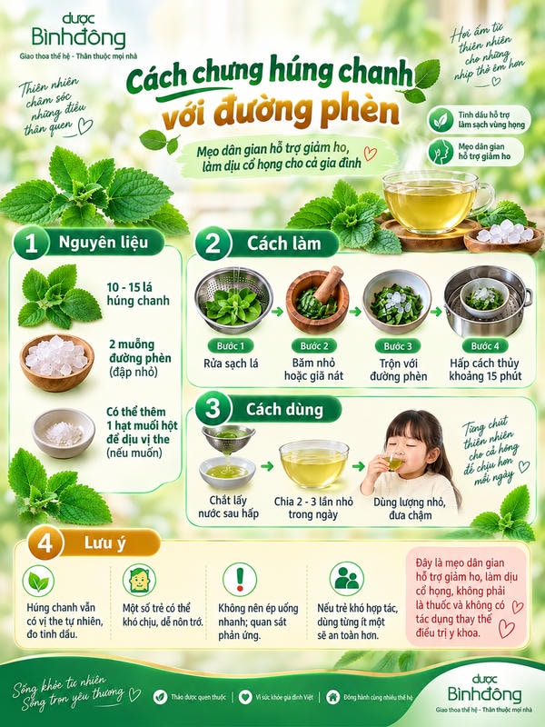 Infographic hướng dẫn chưng húng chanh với đường phèn qua các bước rửa lá, giã nhỏ, trộn đường và hấp cách thủy.