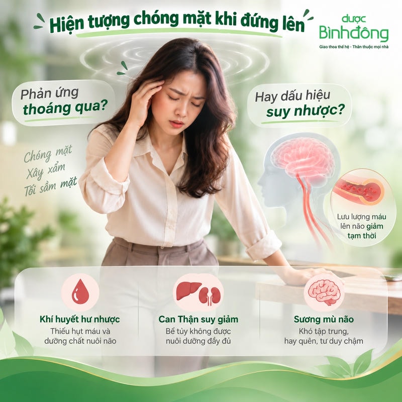 Infographic chóng mặt khi đứng lên: phản ứng thoáng qua, dấu hiệu suy nhược và giảm lưu lượng máu não.