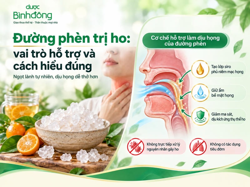 Infographic minh họa đường phèn tạo siro phủ họng, giữ ẩm và giảm ma sát kích thích thụ thể ho.