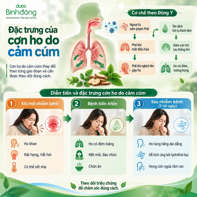 Infographic cơn ho cảm cúm mô tả cơ chế Phế khí rối loạn và diễn tiến qua ba giai đoạn.
